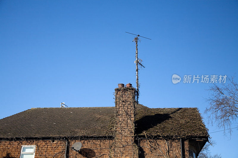 Ivy on Suburban House with Clear Blue Sky-Click获取更多信息